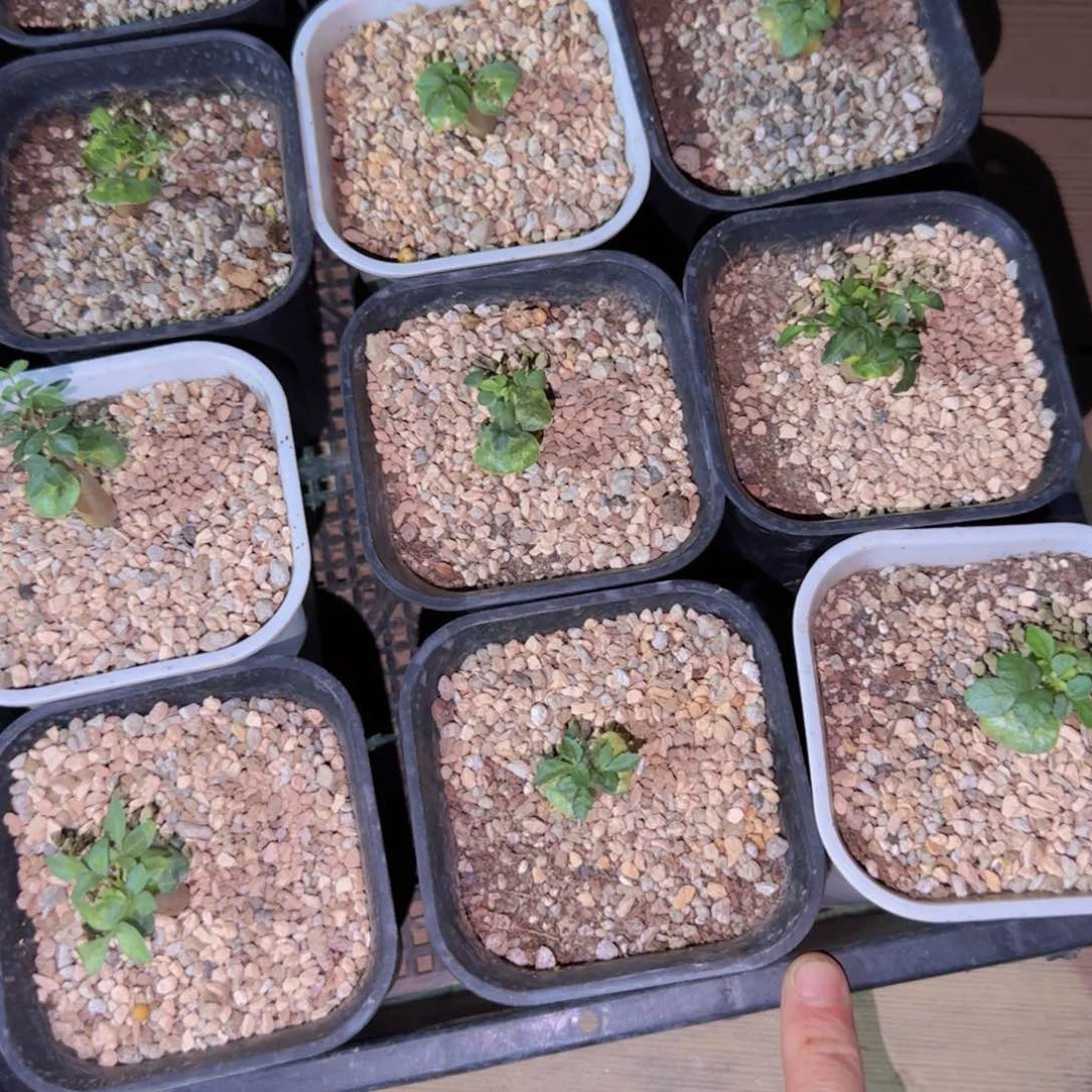 块根植物块根植物