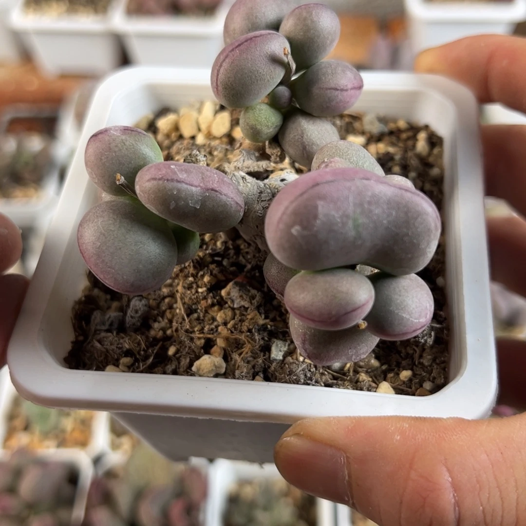 球球紫蛋10方老桩多肉植物