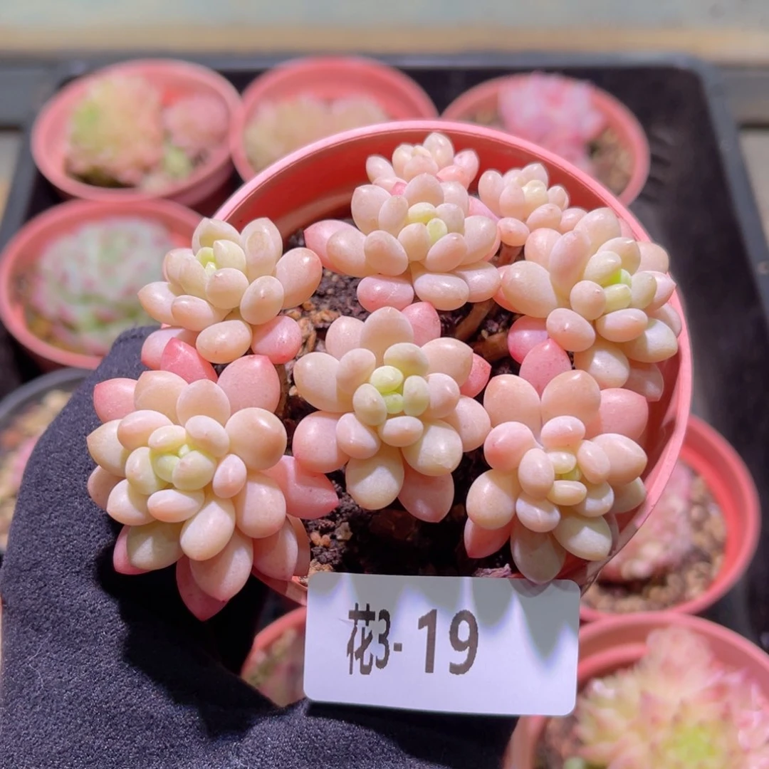 花利美3-19洛可可