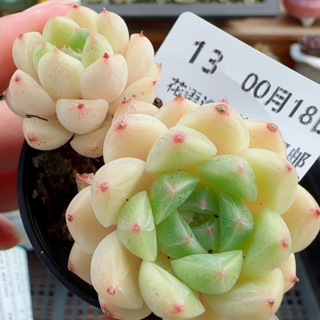花语逸镜0018-13金粉包子