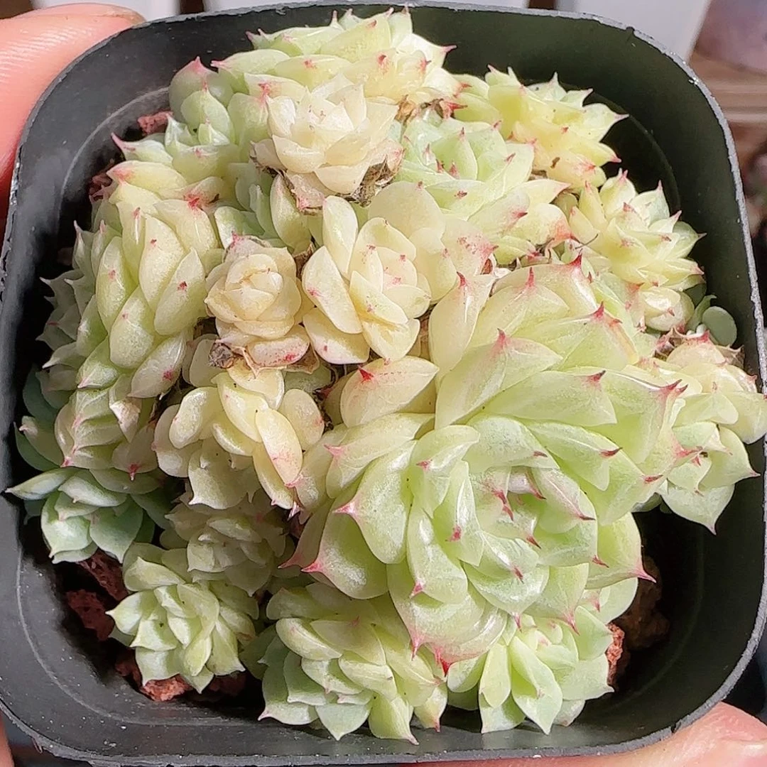 1106--159白底麦秆群