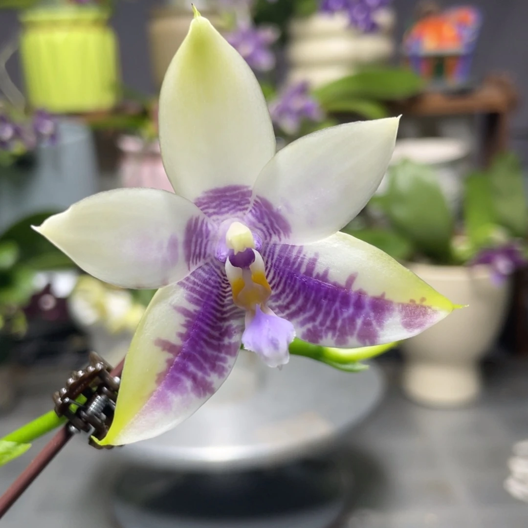 完全开放KM3667，2.5杯开花株，叶片有瑕疵