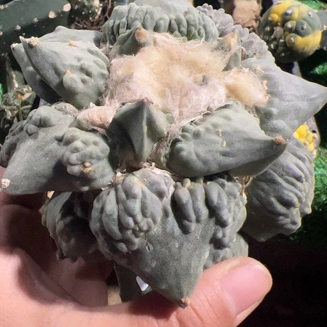 L****昂怒涛牡丹仙人球614