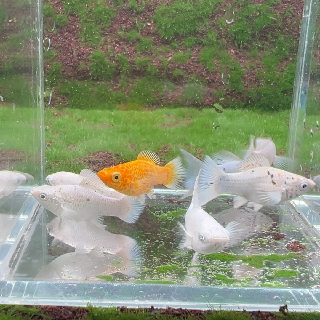 黑玛丽鱼玛丽鱼苗7条