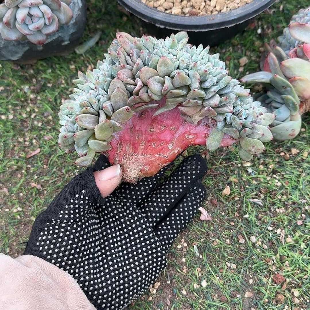 星影缀化v板缀化呀呀