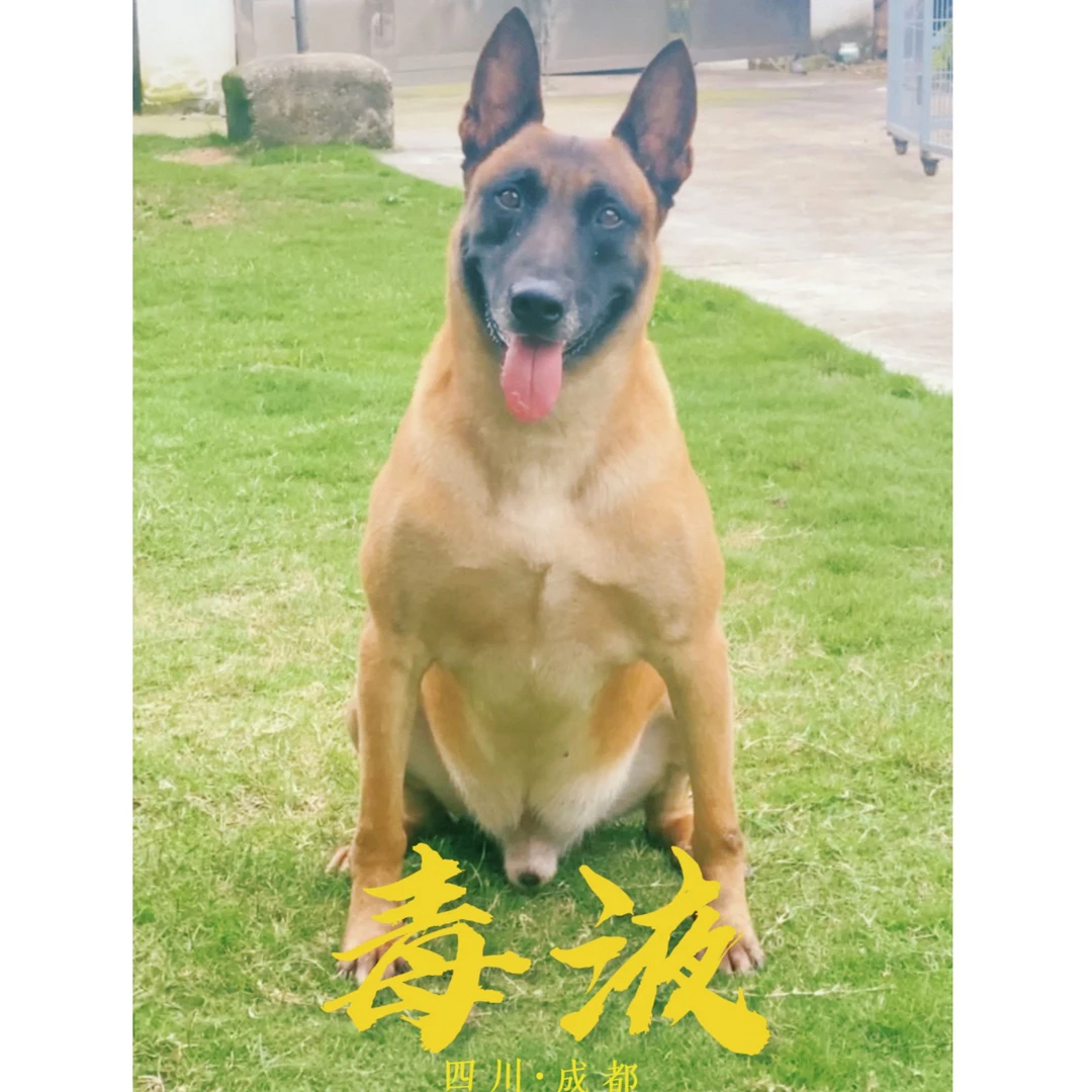 【成都老王犬舍】马犬活体