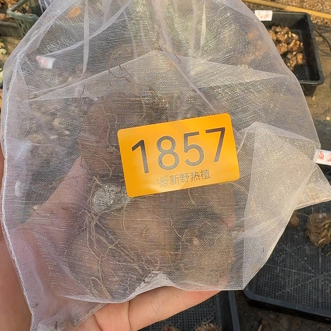 完全开放1857盲盒种球裸球不售后