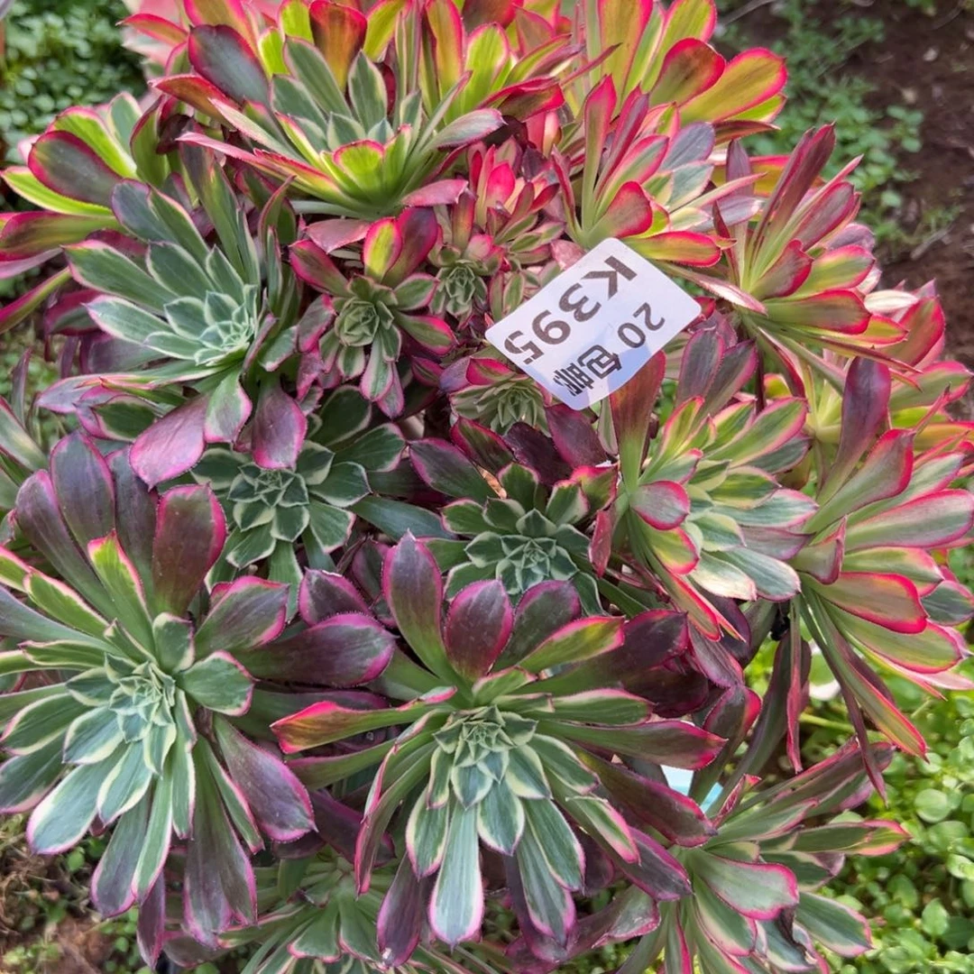 395天荷，多肉饿就是