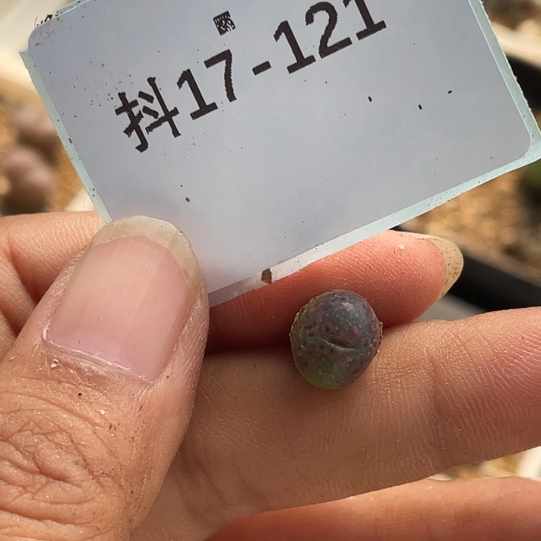 水***冻17-121肉锥多肉植物