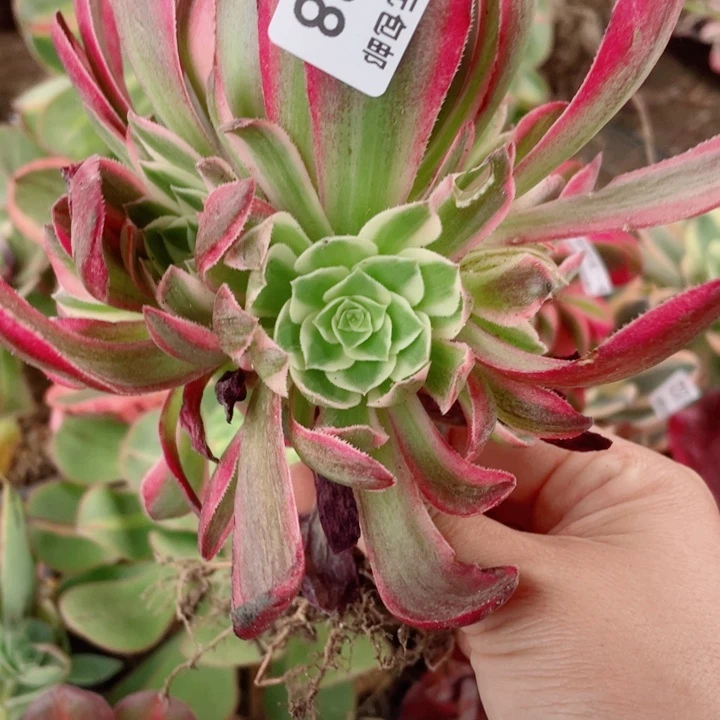 338海王20包邮1234578