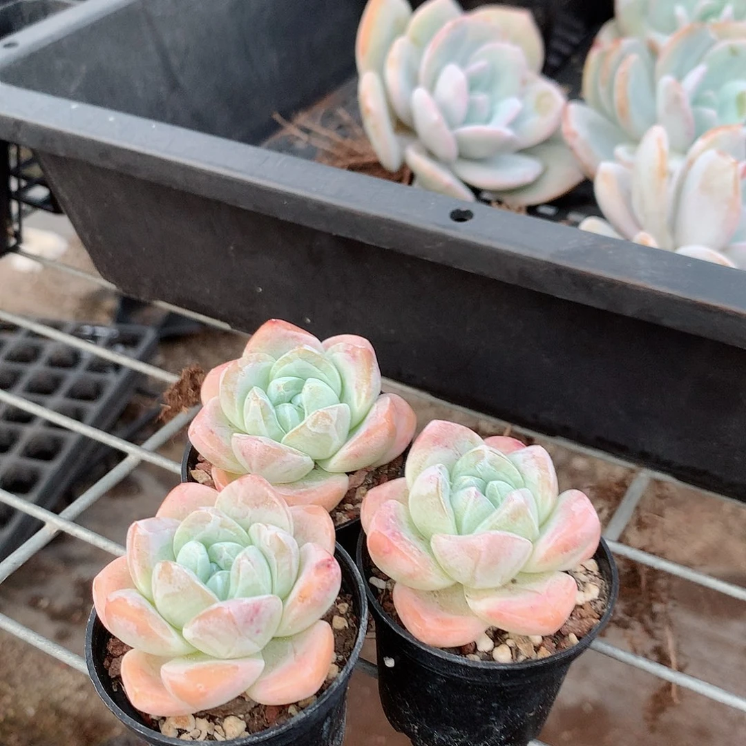 冰玉3盆77777777:8888