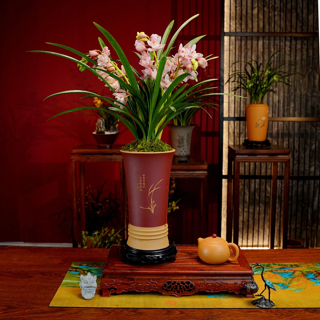 蕙兰铭品【浪漫樱花】带花苞  宜兴手工美人腰紫砂盆