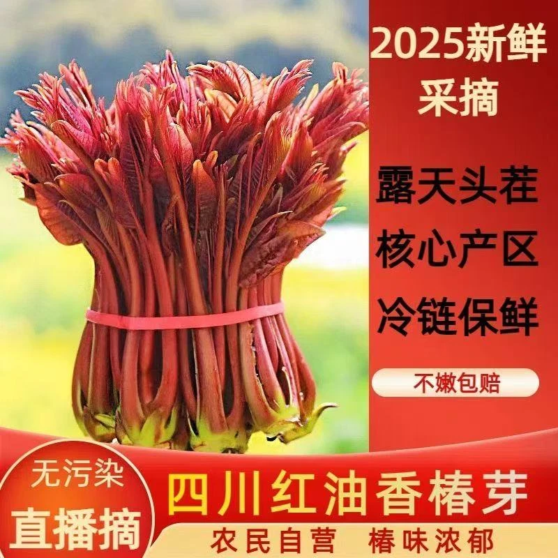 四川大竹红油香椿芽新鲜嫩芽2025头茬纯野生