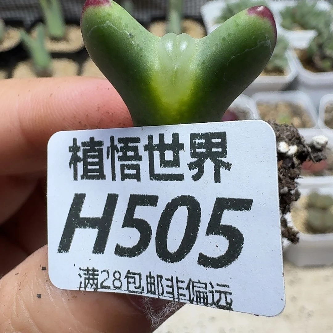 多肉植物多肉植物