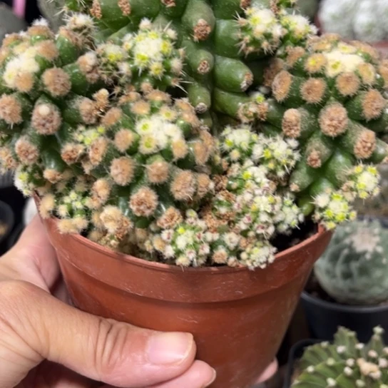 完全开放实生金虎泉