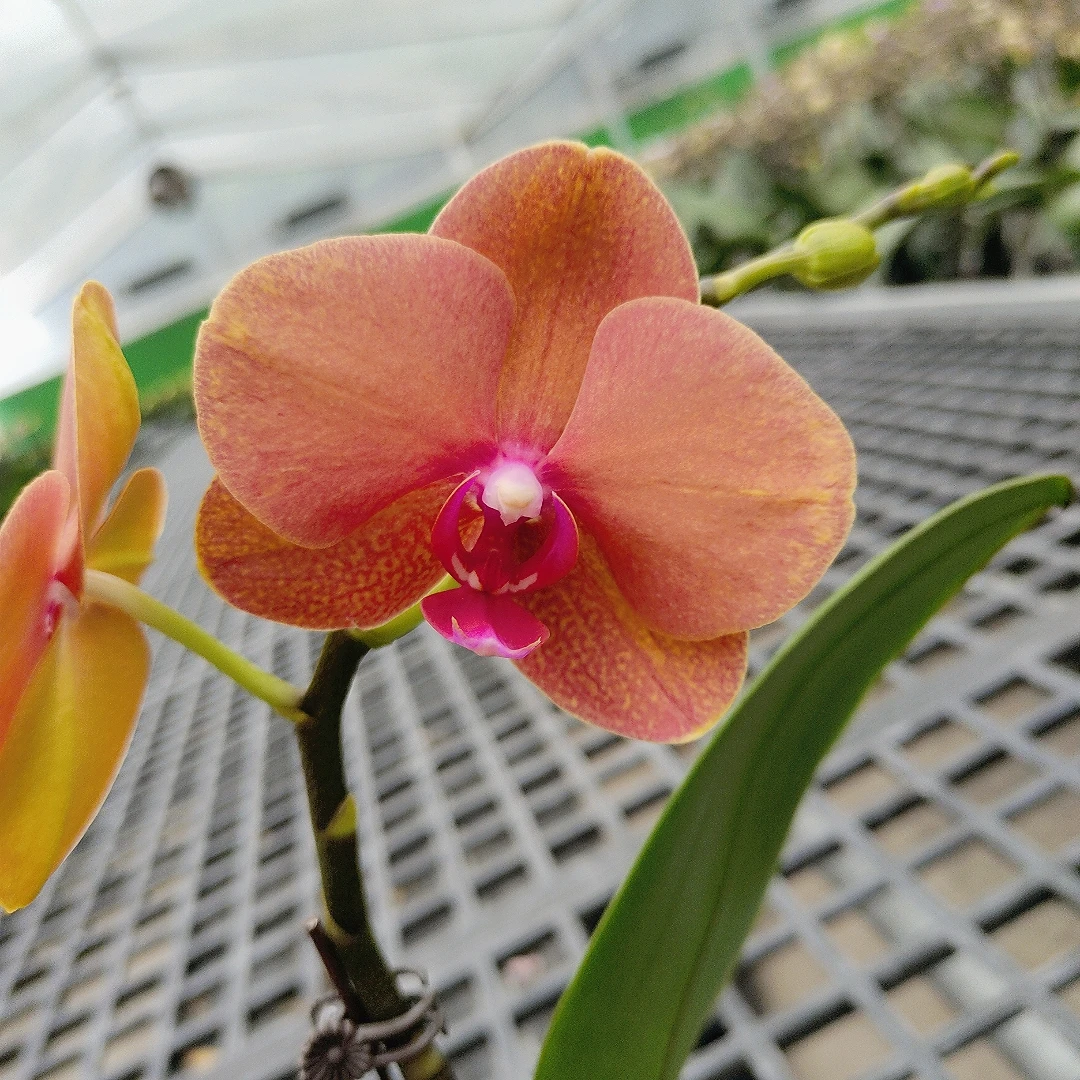 成功优选【金桔】蝴蝶兰精致花卉盆栽四季植物