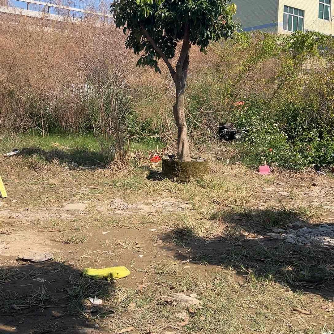 自***一完全开放果树果树22222