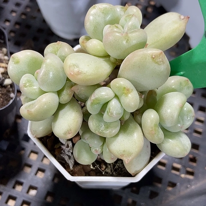 多肉植物比尔盖茨770五头