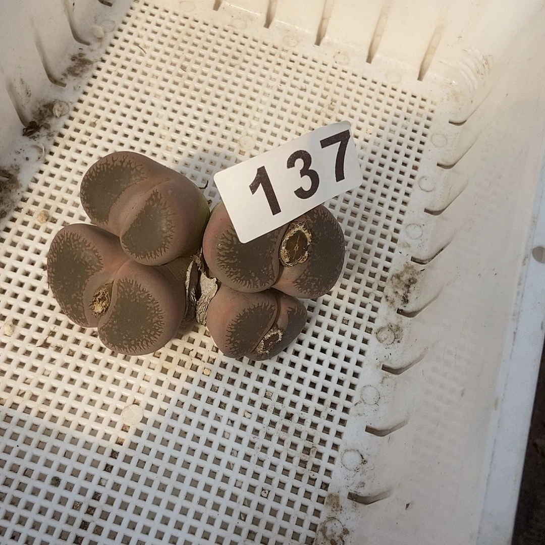 生石花一物一拍137