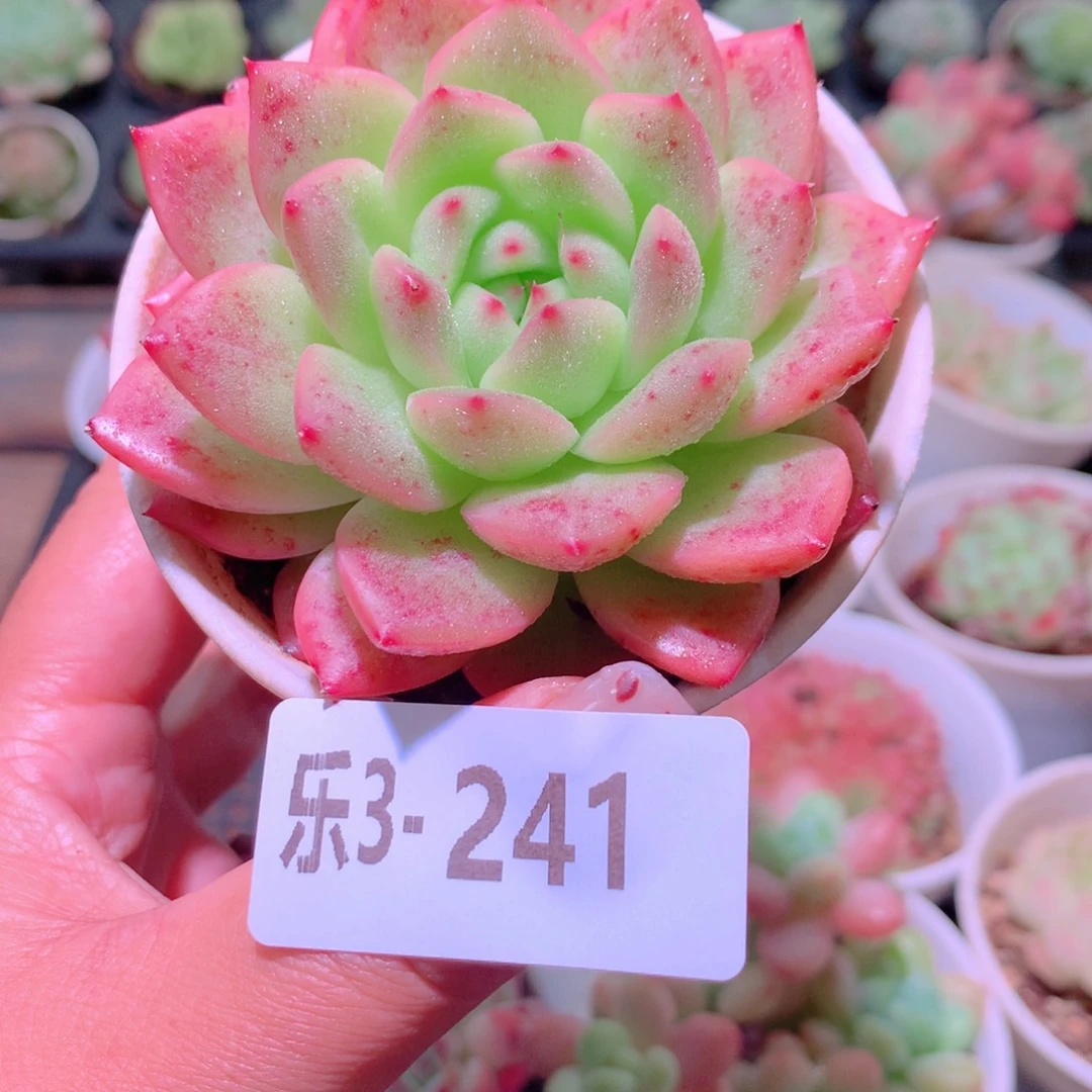 乐然3-241 新品单头