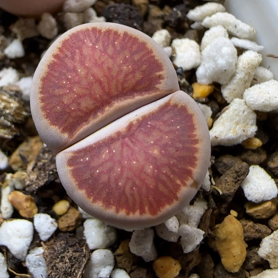 12.29.红窗菊.9005