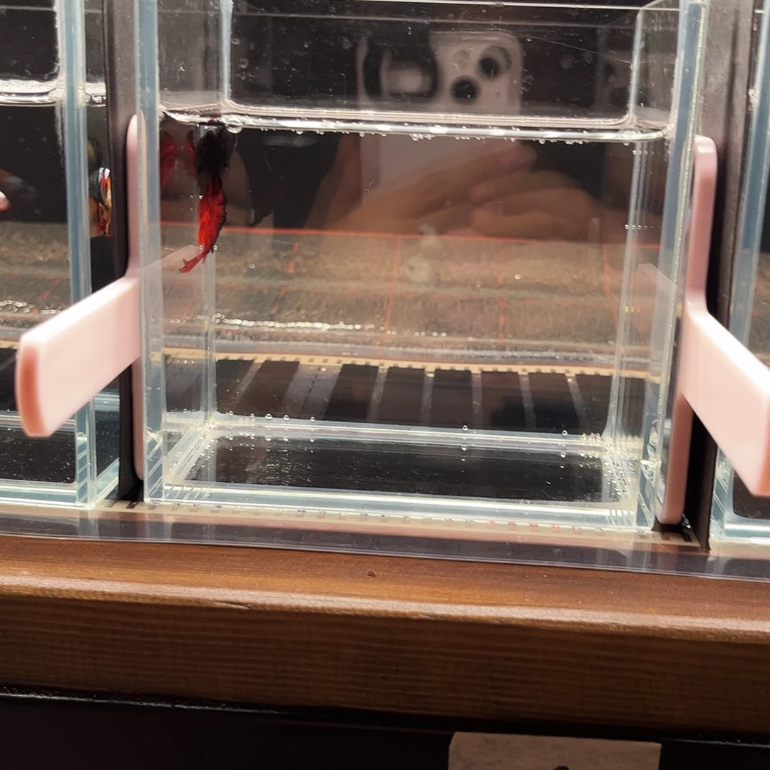 海水鱼宙斯12-10竞拍精品之夜