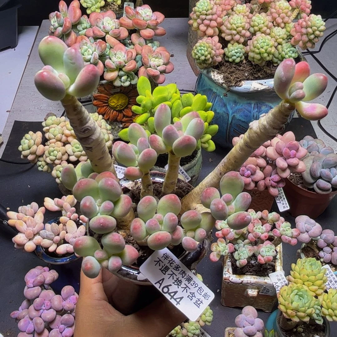 苹果奶酪644/9cm多肉