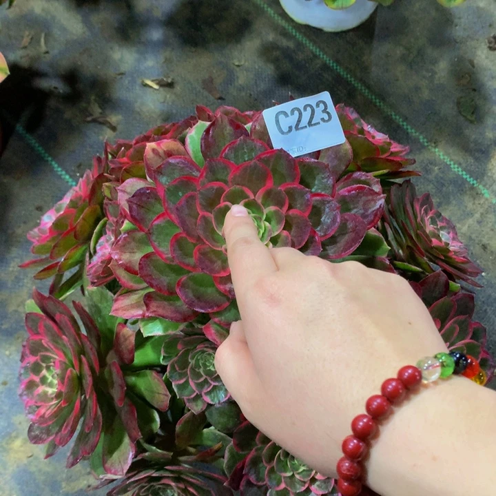 香***?223000000000000