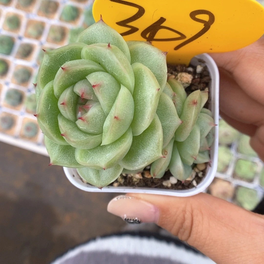 k***nf116麦秆349号。