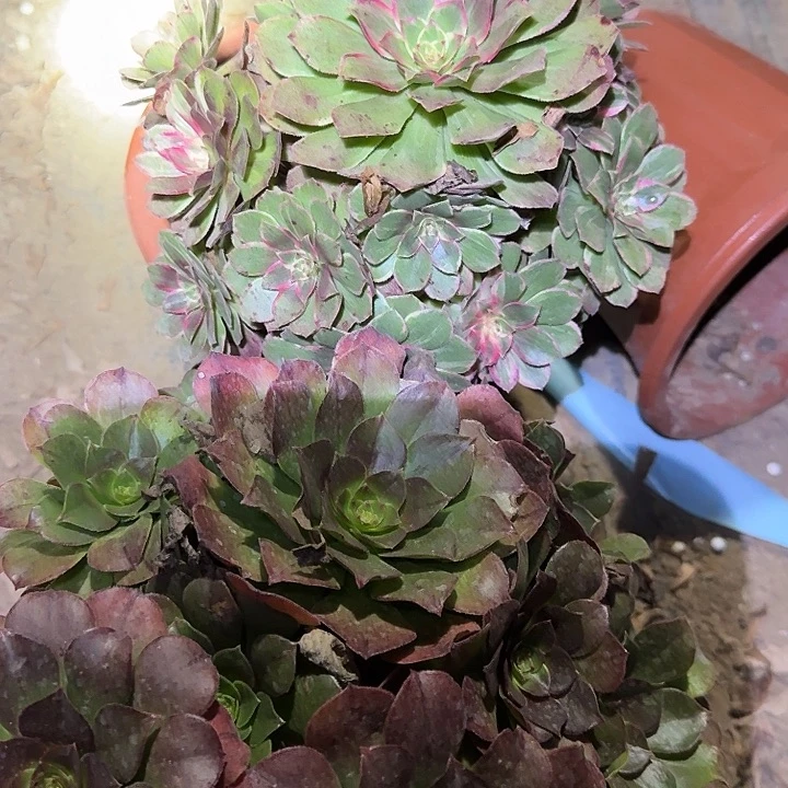 精品老桩组合亏本福利43