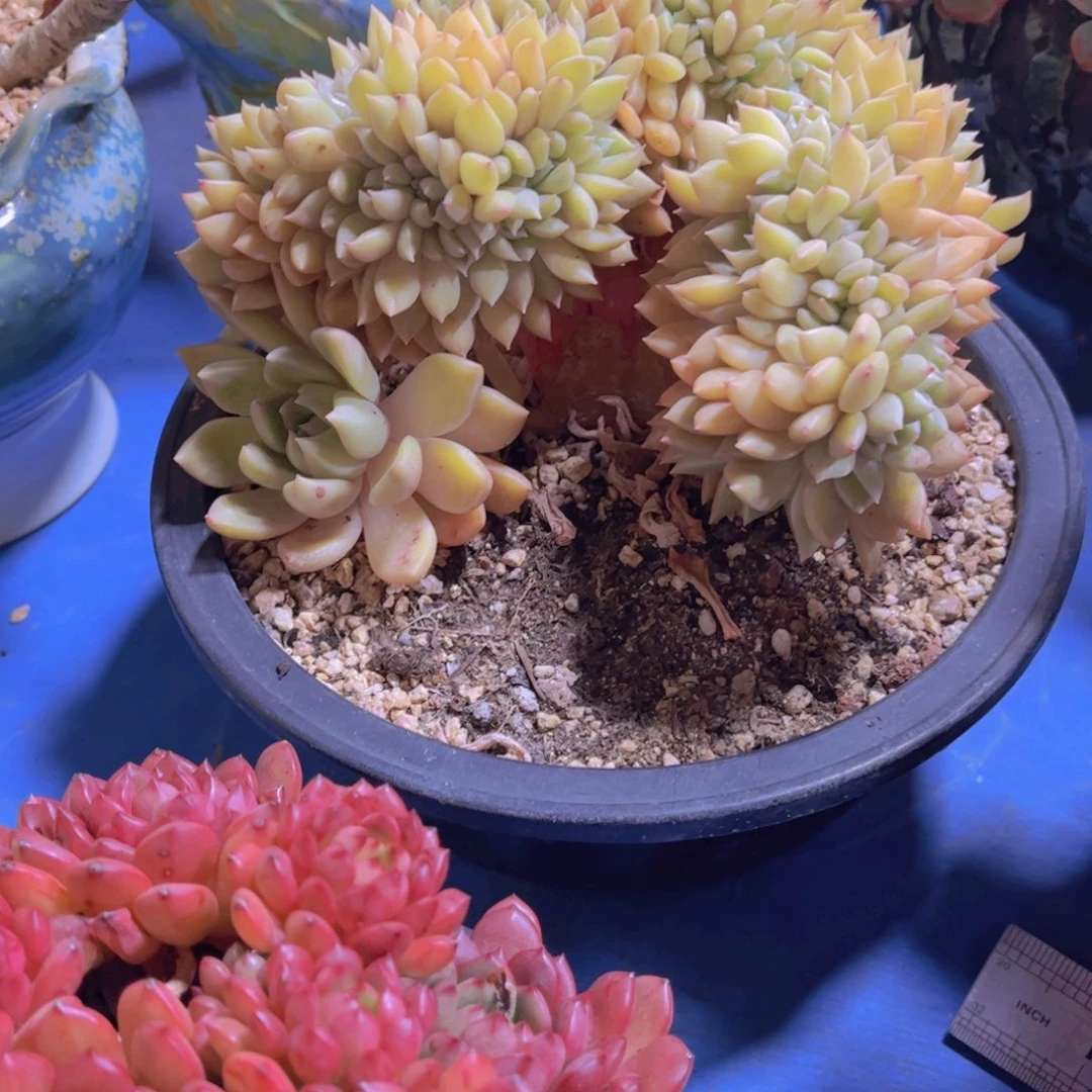 ****歌多肉植物保护研究所所长的