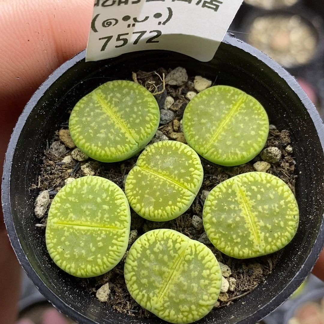 7572。默认脱土。18包邮。偏远88包邮