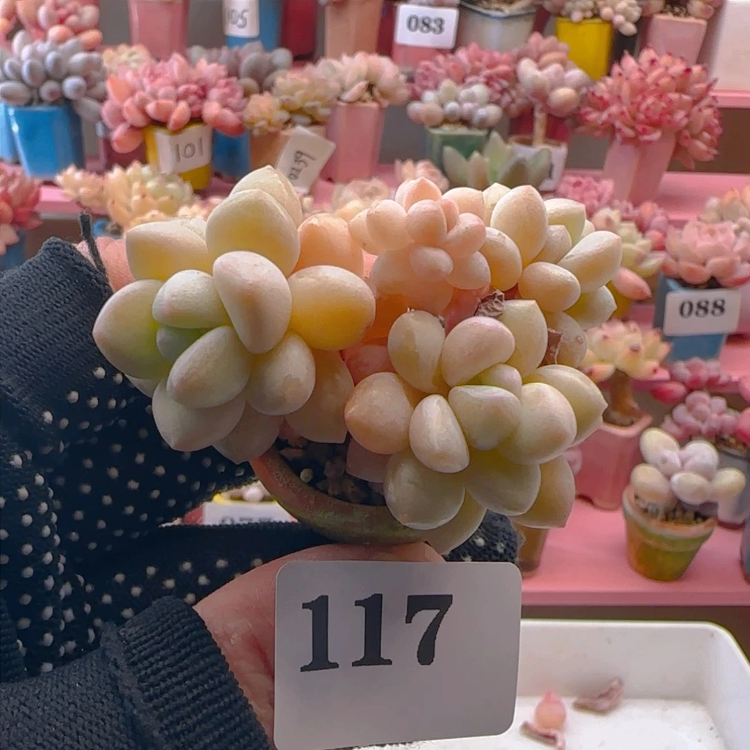 泡泡糖117 ，带盆土发货，满38包邮非偏远。