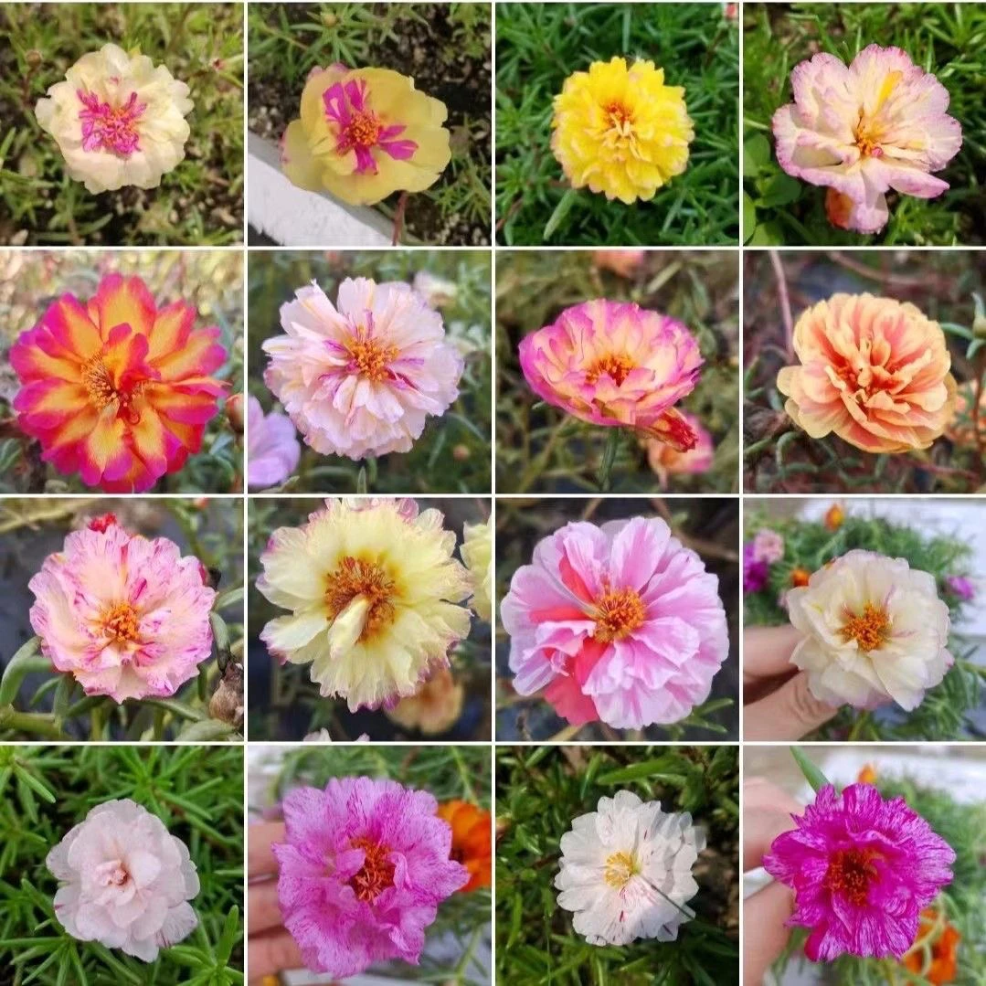 重瓣太阳花苗混色结种子庭院阳台盆栽花卉