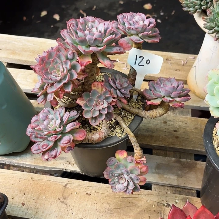 多肉植物，雨滴120号