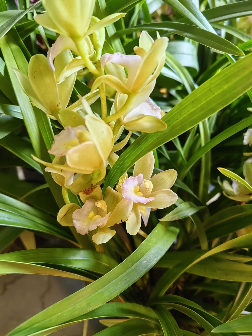 建兰，蝶影（黄）白玉香（白）喀秋莎 （紫）绿精灵 （绿瓣粉红花蕊）