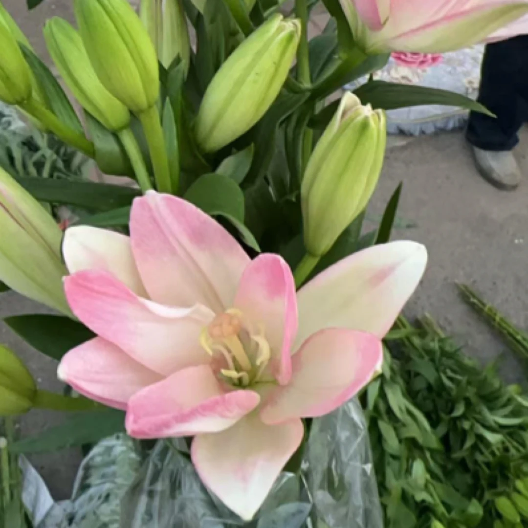 （荷花）无香型亚洲百合基地直发顺丰包邮