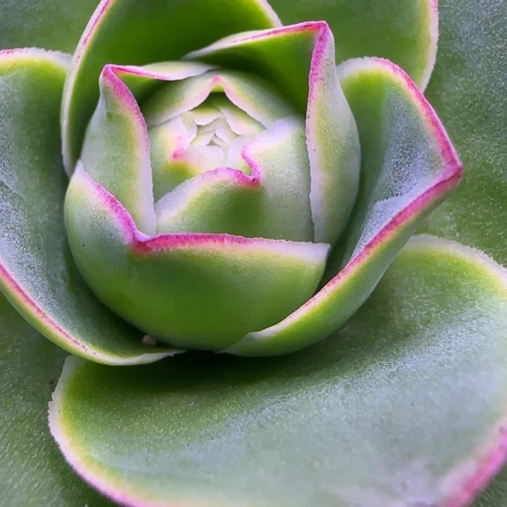 包心带侧芽8厘米14242434583733