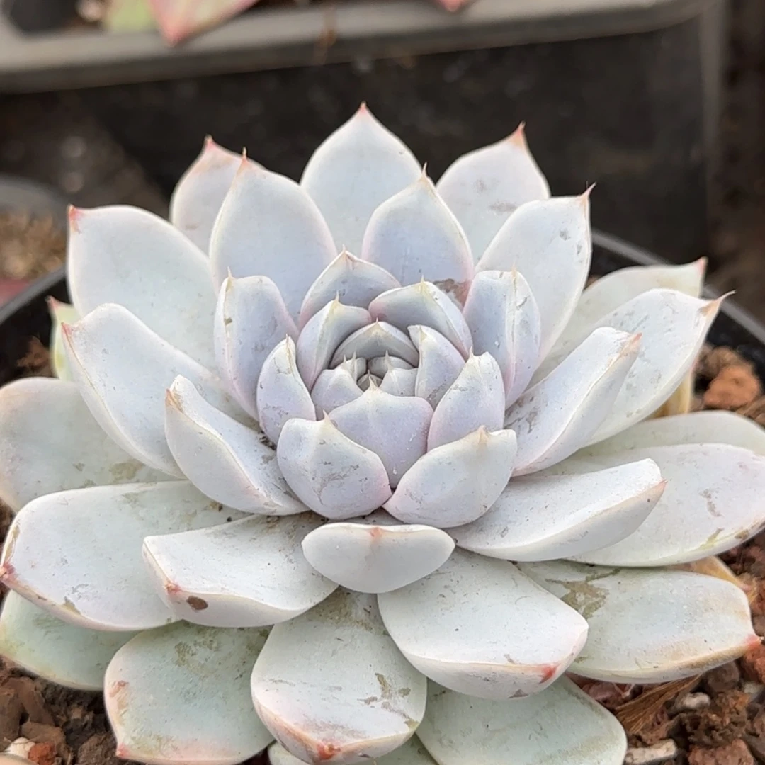 雪兔一物一拍包装收缩花旱