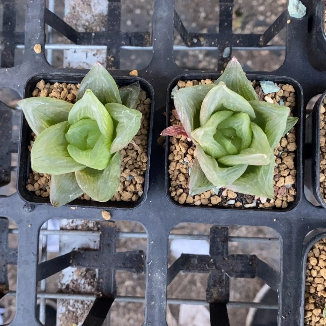 1410 一颗水蜜桃 高货