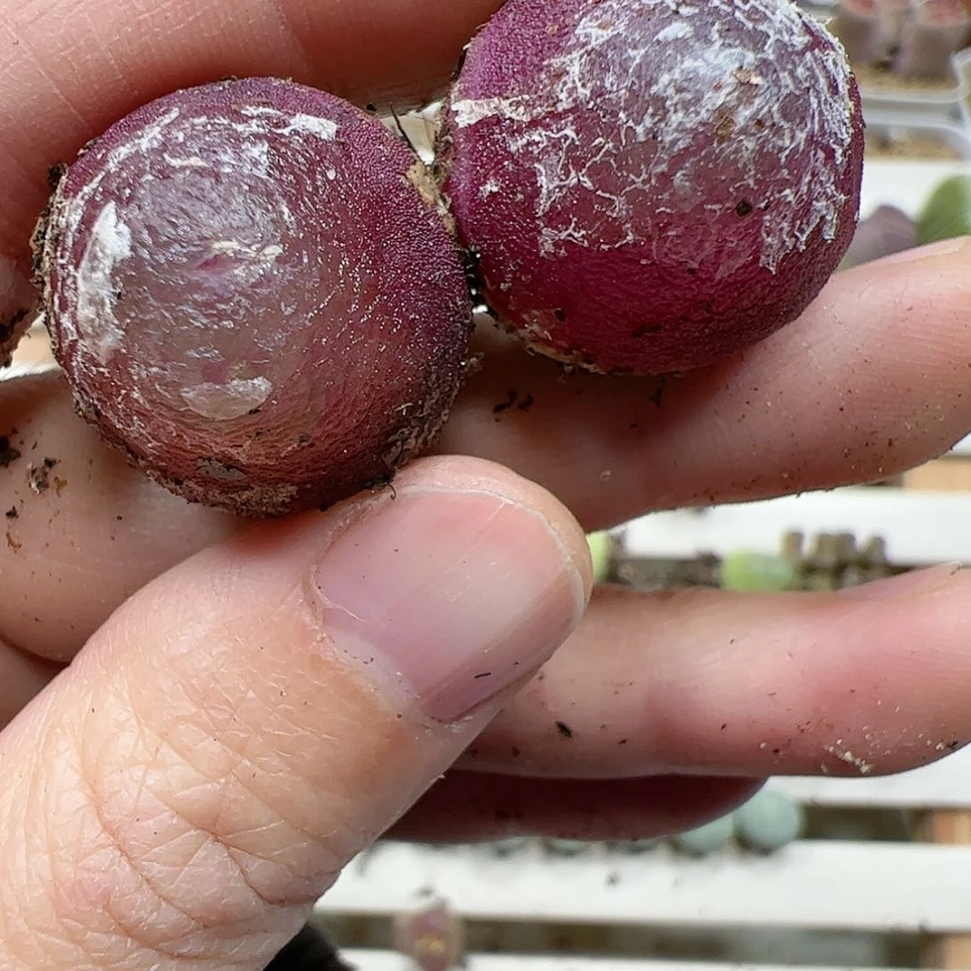 【闪购商品】十**三391 灯泡