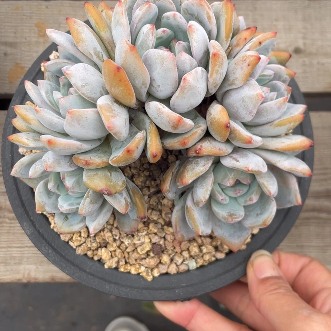 石榴子星影6头粗腿