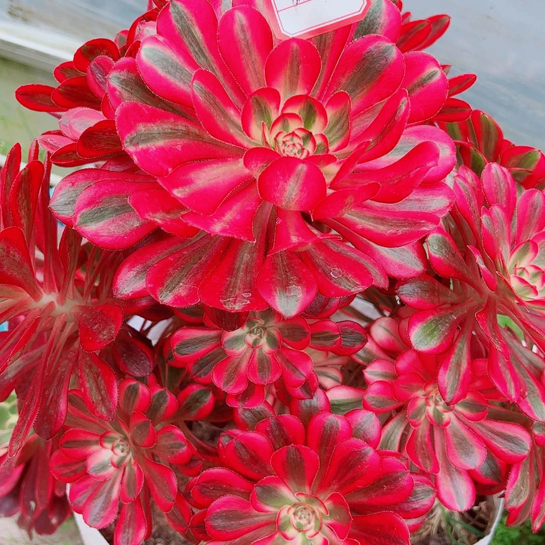 开心就好多肉植物保护研究所所长