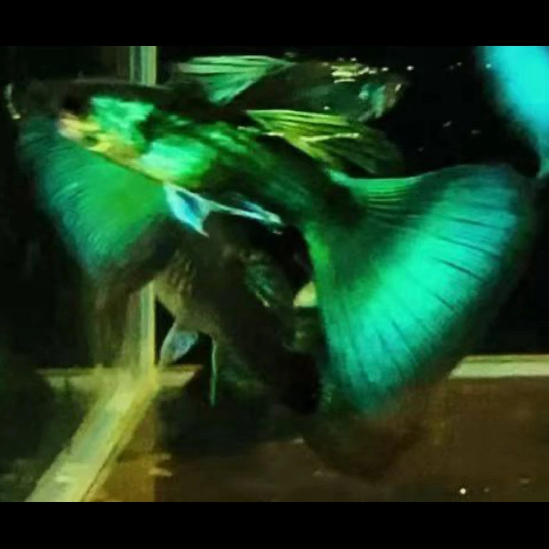 秘鲁原线墨青世家