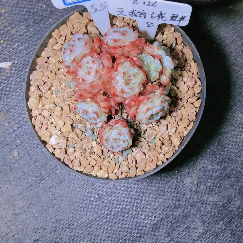 【闪购商品】你**子0213