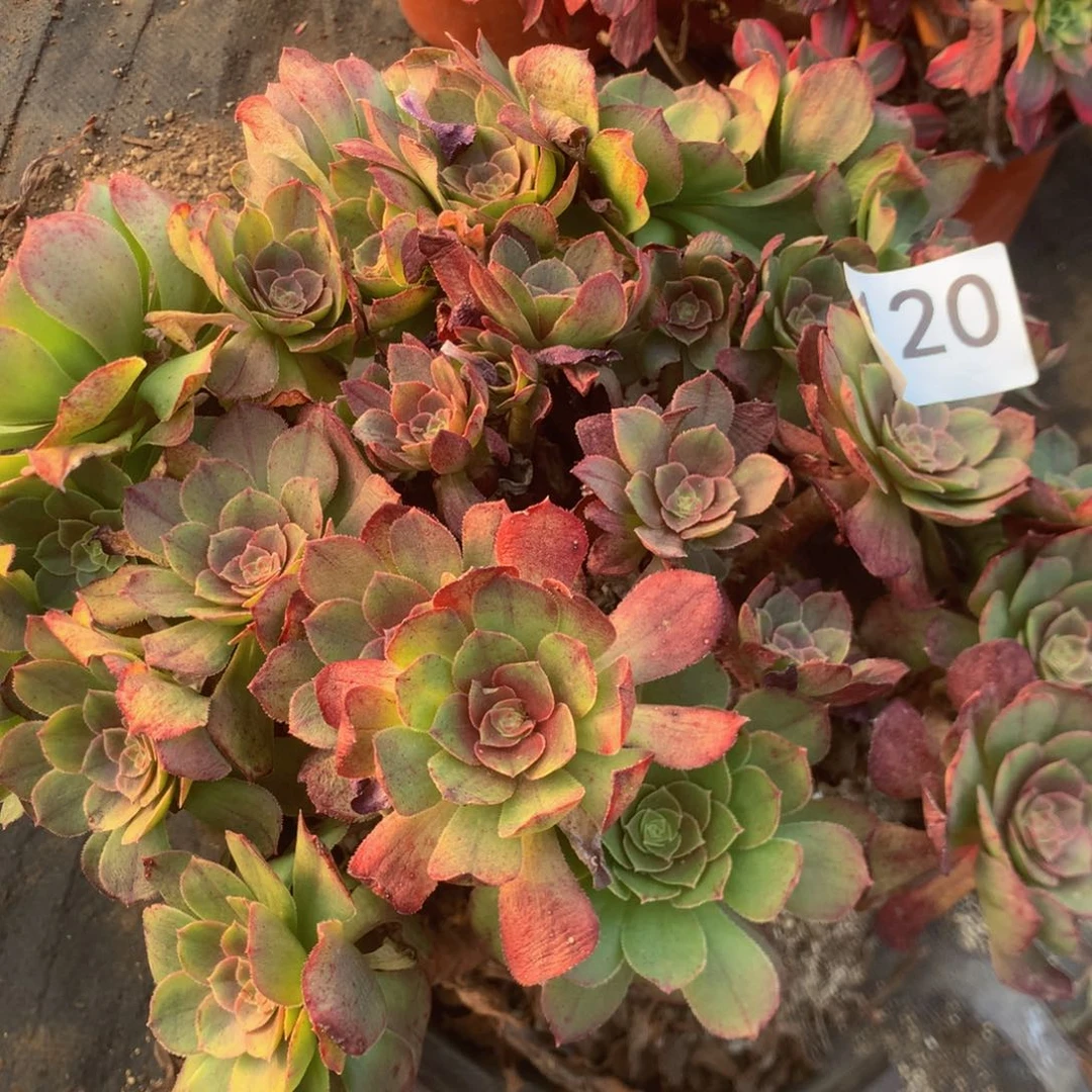 120万圣节多肉植物