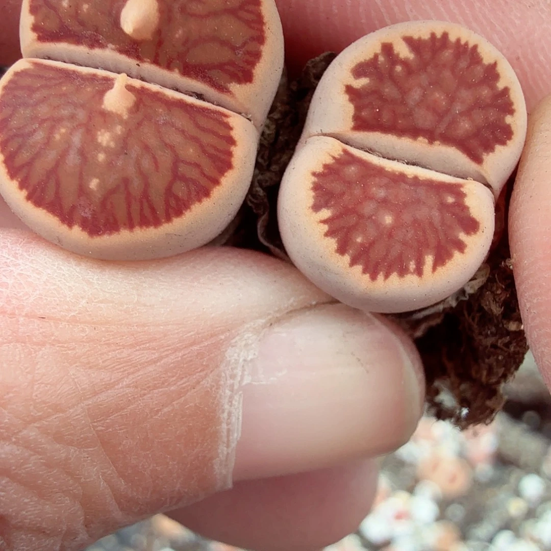 好喜欢看肖蘸在线034这个