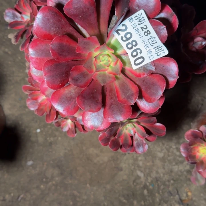 29860美杜莎不包断枝