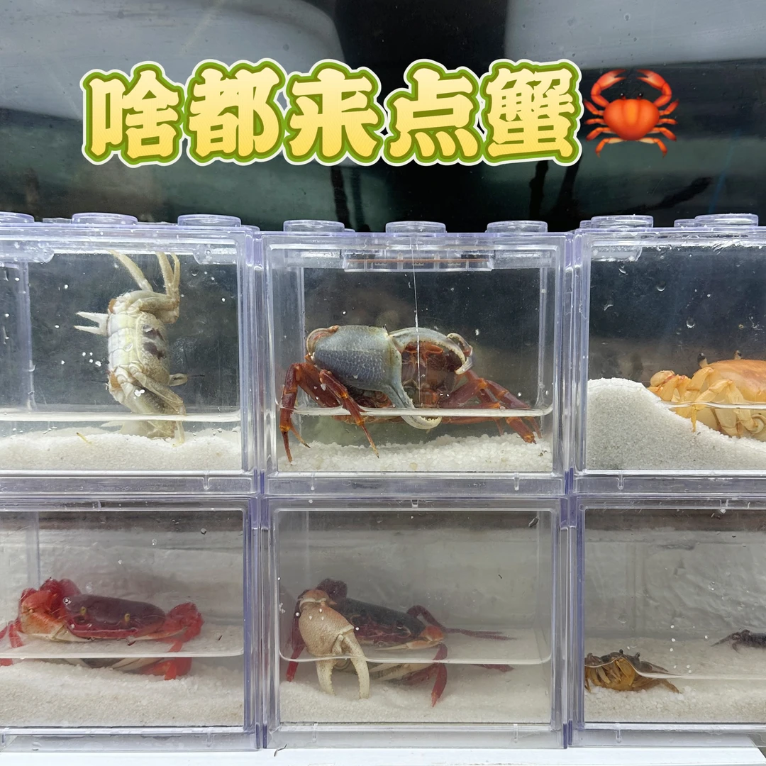 啥都整点溪蟹淡水蟹蝴蝶蟹多彩印支勾手