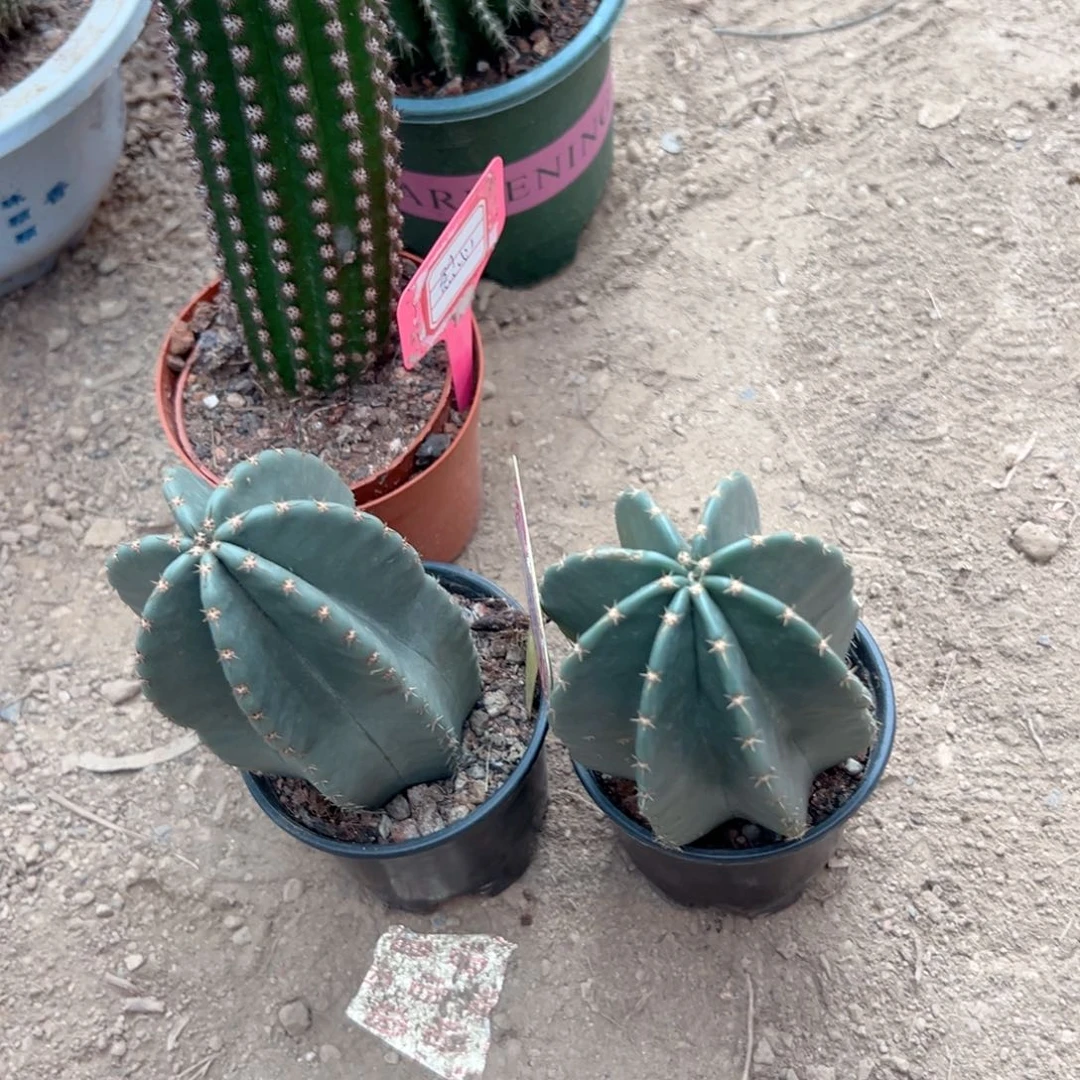 两***见零零落落 零零落落。